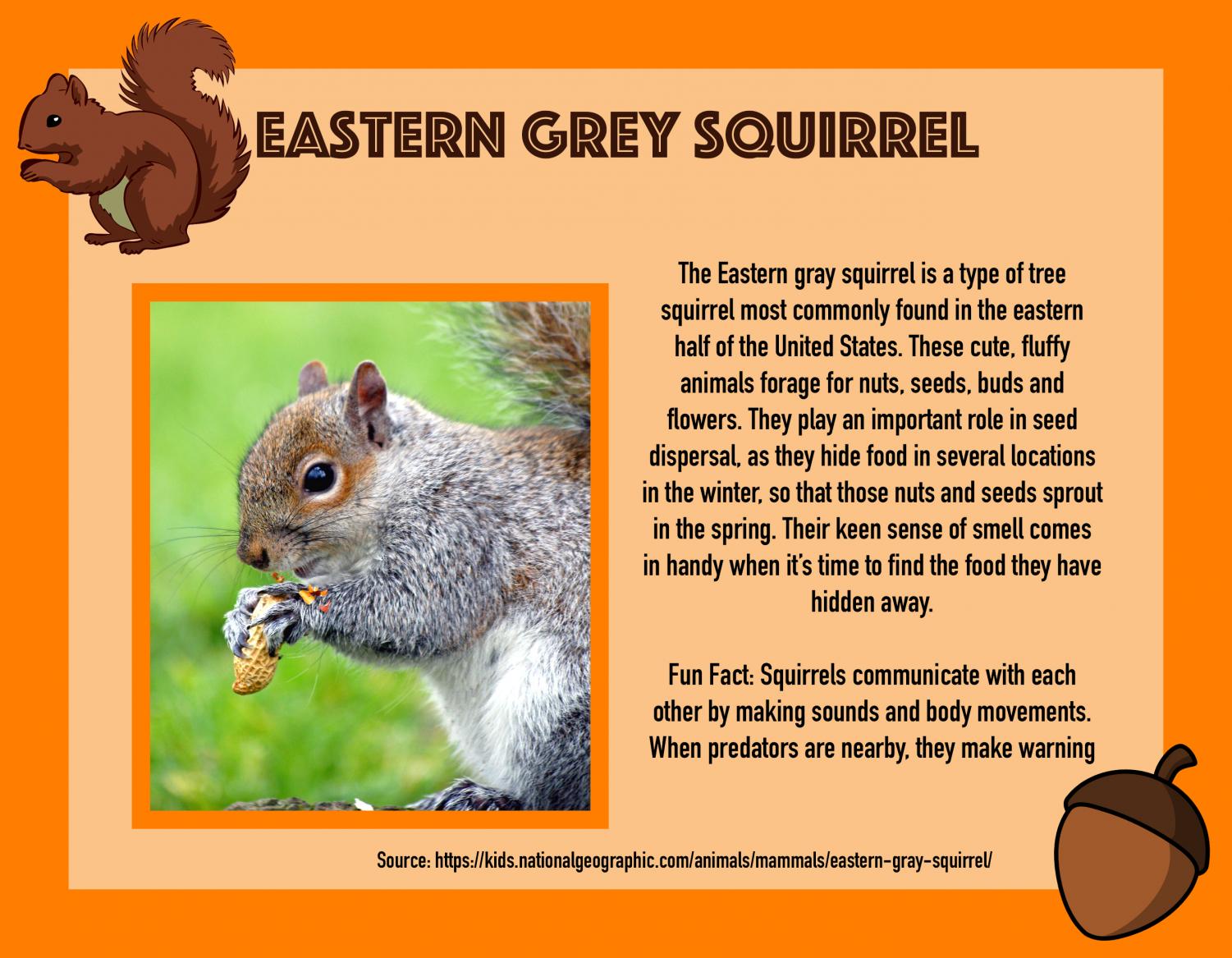 Squirrel Awareness Month Template Eastern Grey Squirrel The Cypress